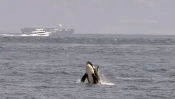 Задник до фильму"Achtung Orcas! Gefahr vor Gibraltar?" #351135