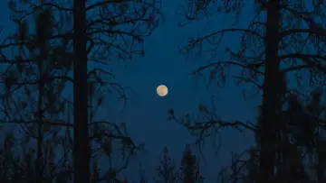 Задник до фильму"Потяг у снах" #773317