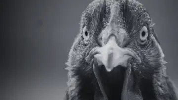Задник до фильму"¿Por qué la gallina cruzó el camino?" #352947