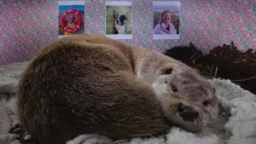 Задник до фильму"Billy & Molly: An Otter Love Story" #1015072