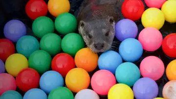 Задник до фильму"Billy & Molly: An Otter Love Story" #1015074