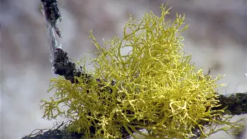 Задник до фільму "Lichens Are the Way" #1015909