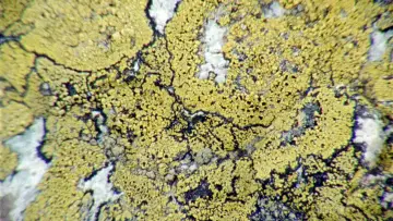 Задник до фільму "Lichens Are the Way" #1015910