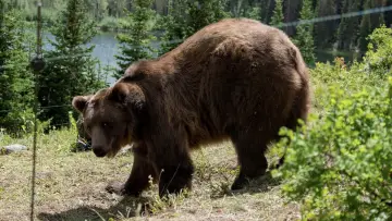 Задник до фильму"Grizzly Night" #516494