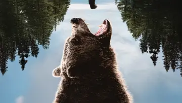 Задник до фильму"Grizzly Night" #516518