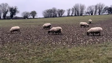 Задник до фильму"A Field of Sheep" #416507