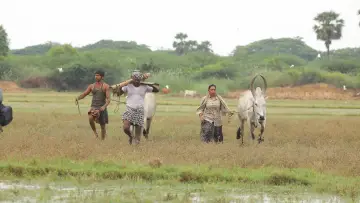 Задник до фильму"பைசன் காளமாடன்" #786332