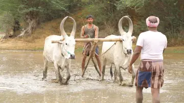 Задник до фильму"பைசன் காளமாடன்" #786347