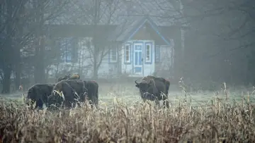 Задник до фільму "Las" #1096569