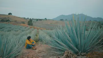 Задник до фильму"Agaves al alba" #477744