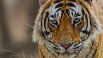 Задник до фильму"Tiger" #442903