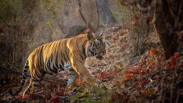 Задник до фильму"Tiger" #442904