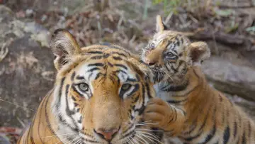 Задник до фильму"Tiger" #442906