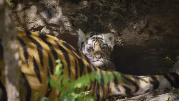 Задник до фильму"Tiger" #442907