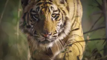 Задник до фильму"Tiger" #442908
