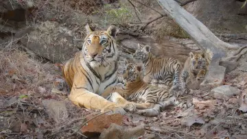 Задник до фильму"Tiger" #442909