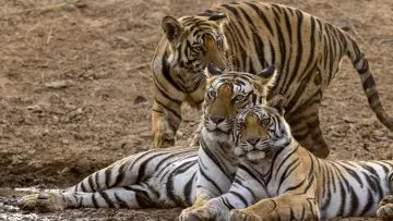 Задник до фильму"Tiger" #442910
