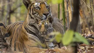 Задник до фильму"Tiger" #442911