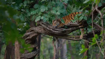 Задник до фильму"Tiger" #442912