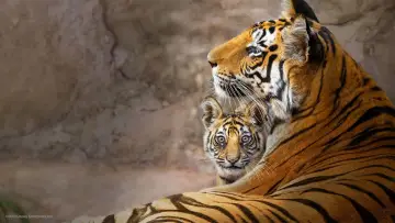 Задник до фильму"Tiger" #463655