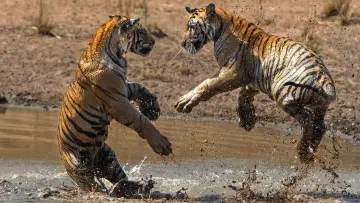 Задник до фильму"Tiger" #463656