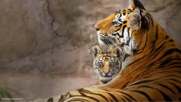 Задник до фильму"Tiger" #463657