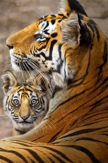 Постер до фильму"Tiger" #463658