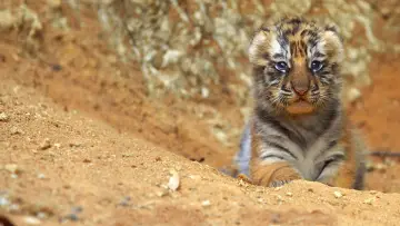 Задник до фильму"Tiger" #472410