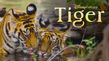 Задник до фильму"Tiger" #739240