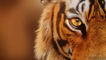 Задник до фільму "Tigers on the Rise" #1077543