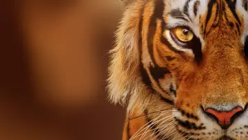Задник до фільму "Tigers on the Rise" #1077545