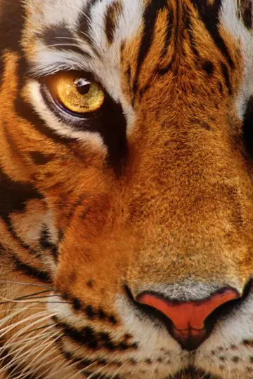 Постер до фільму "Tigers on the Rise" #1077553