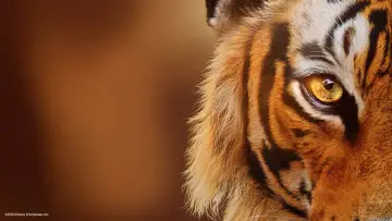 Задник до фільму "Tigers on the Rise" #463672