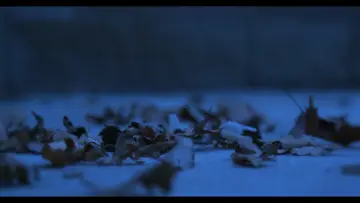 Задник до фільму "Blood Is Thicker Than Water" #429514