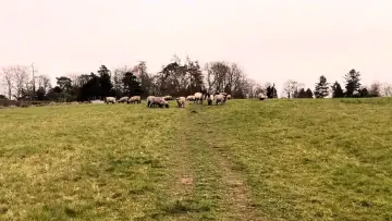 Задник до фильму"A Field of Sheep Part 2" #431440