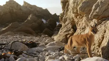 Задник до фільму "Caracal: La Société du chat solitaire" #1078471