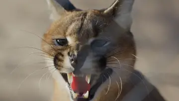 Задник до фильму"Caracal: La Société du chat solitaire" #435615