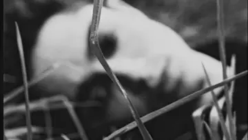 Задник до фильму"Amos, Vogel" #1144875