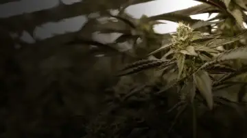 Cannabis : Une enquête de Mathieu Kassovitz et Antoine Robin постер