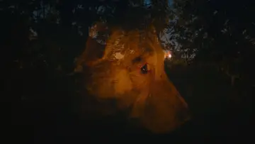 Задник до фільму "Dreaming Dogs" #1090796
