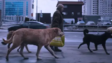 Задник до фільму "Dreaming Dogs" #448904