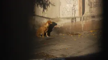 Задник до фільму "Ni siquiera las flores" #1093121