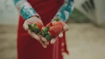 Bittere Früchte - Ausbeutung in der Landwirtschaft постер