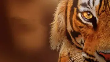 Tigres : Le Making of постер