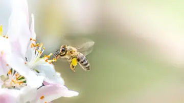 Задник до фильму"Les abeilles, sentinelles de la planète" #474238