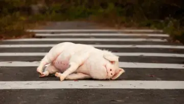 Задник до фильму"Pig at the Crossing" #480433