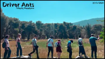 Задник до фильму"Driver Ants" #1113690