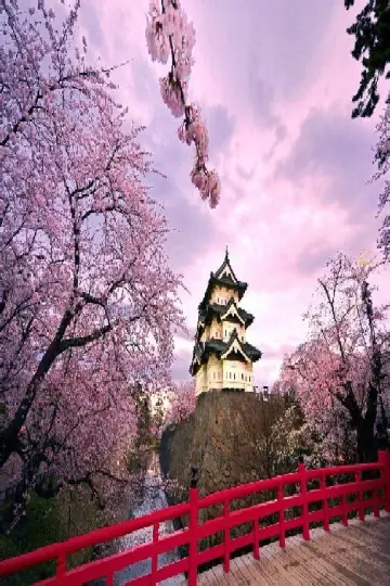 Постер до фильму"絶景!さくら列島、春爛漫" #943239