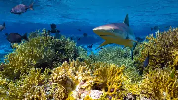 Задник до фильму"Protecting Paradise: The Story of Niue" #737827