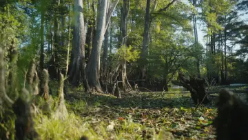 Задник до фільму "Frogtown" #1433501